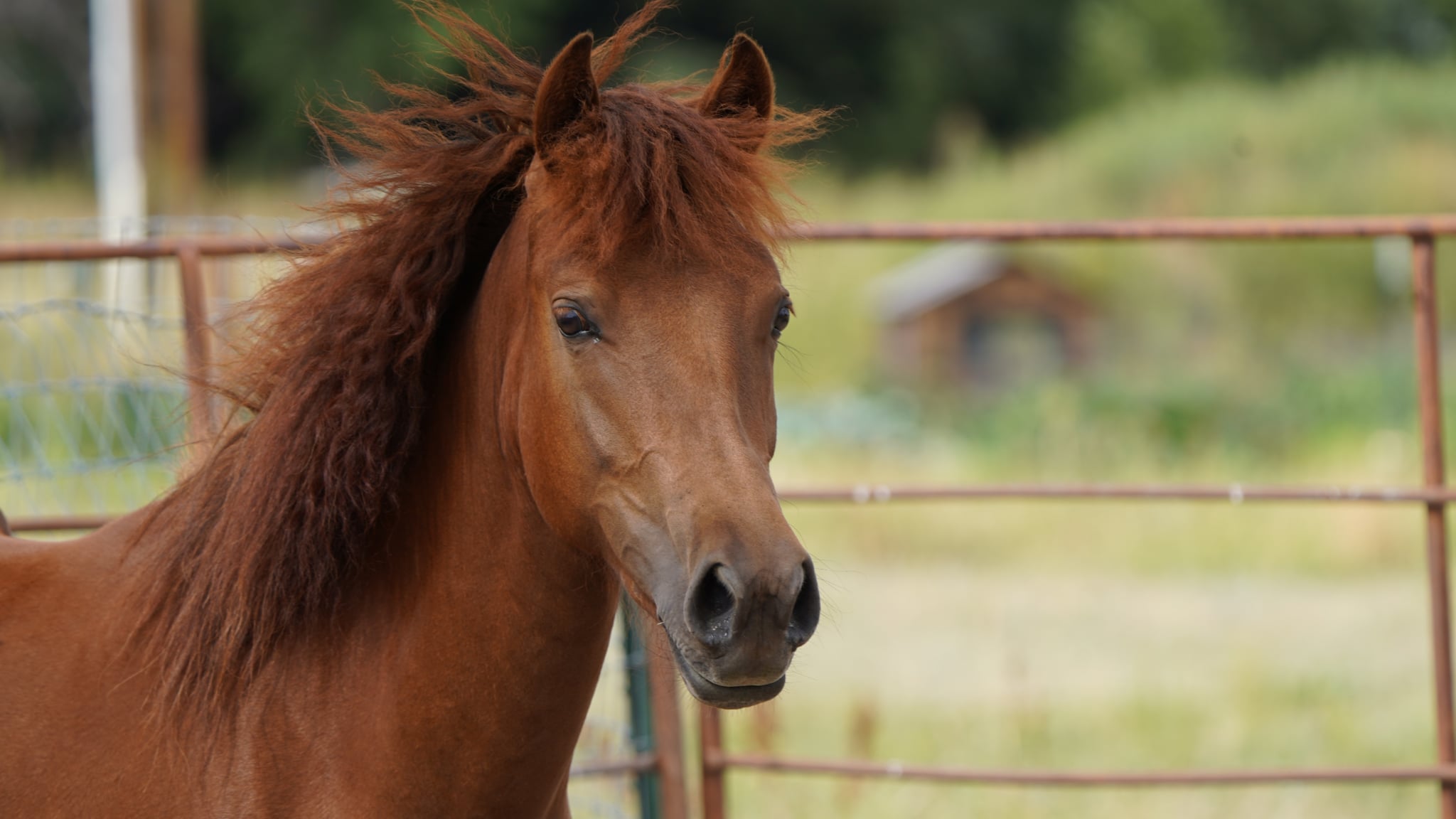 A Lippitt Morgan mare looking calmly toward the camera