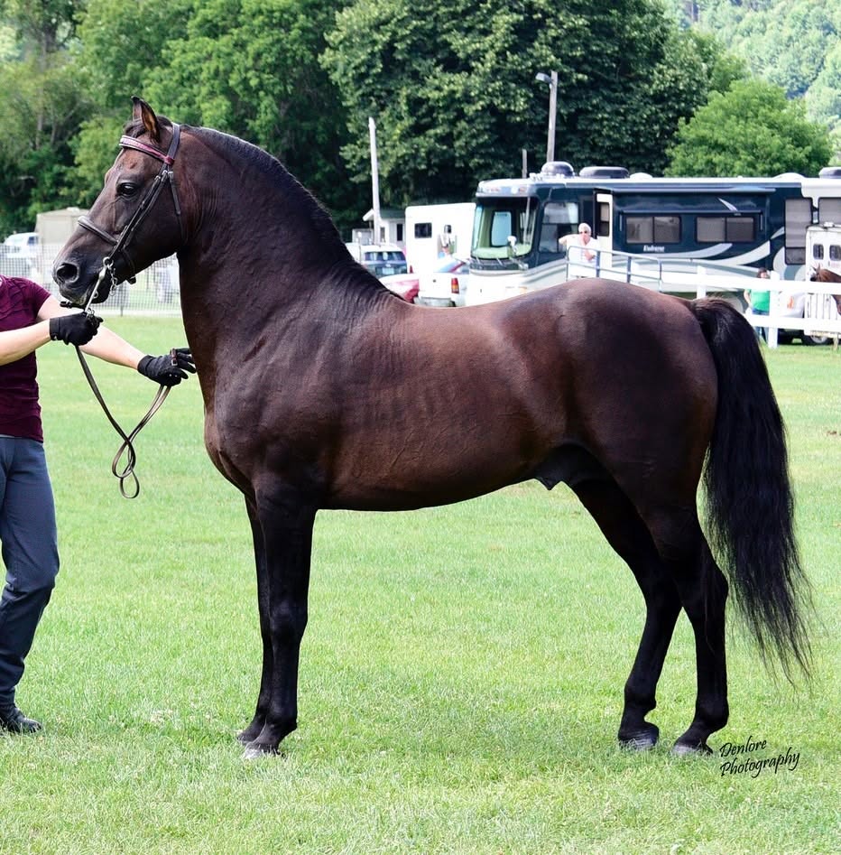 Dark Lippitt Morgan stallion standing in-hand on grass at a showground, with full tail and crested neck