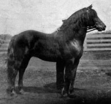 Archival black-and-white photograph of the Morgan stallion Ashbrook standing in profile