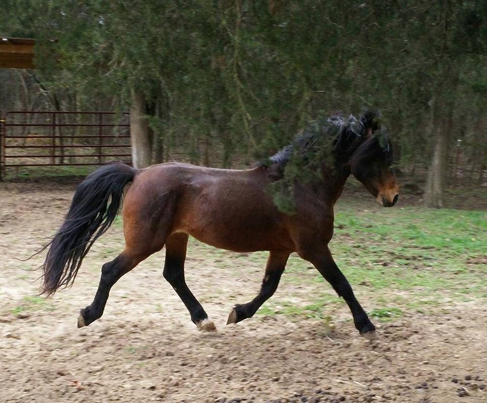 Bay Lippitt Morgan stallion trotting at liberty under trees, mane flying