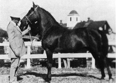 Vintage photograph of the Lippitt mare Lippitt Miss Nekomia with her handlers at a stable door