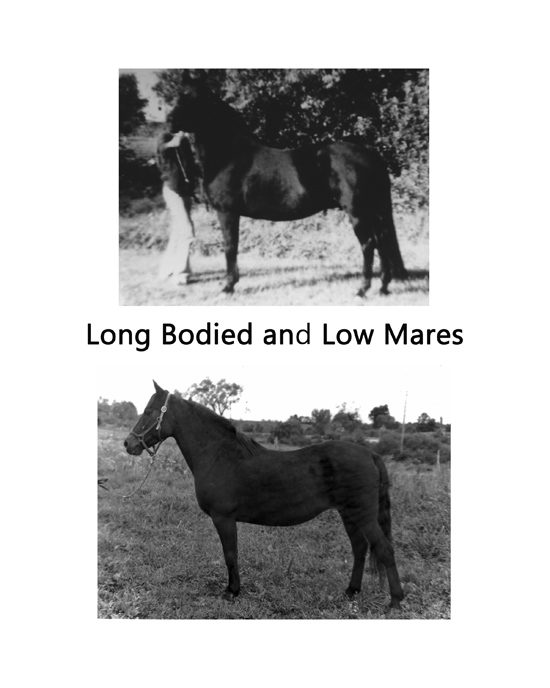 Long bodied and low mares comparison plate, first of three