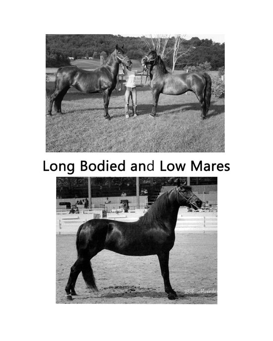 Long bodied and low mares comparison plate, third of three