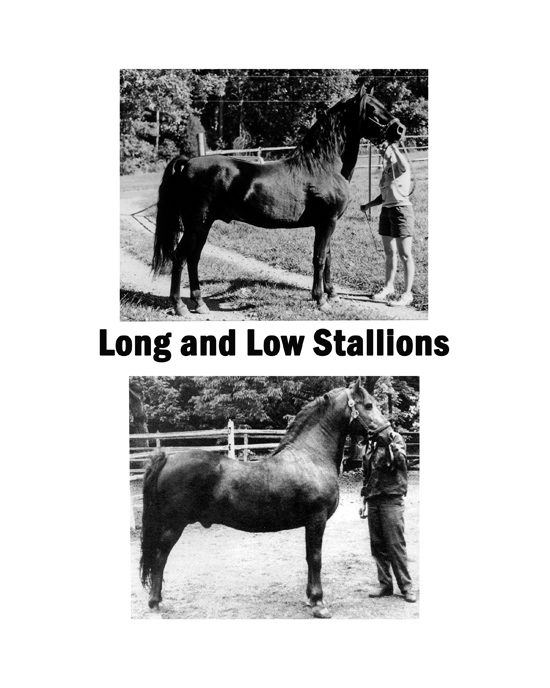 Long and low stallions comparison plate, third of three
