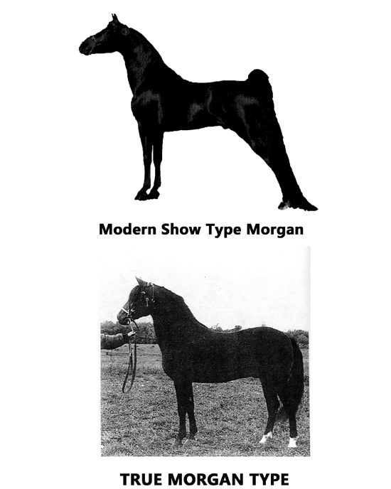 Comparison plate: silhouette of a modern show-type Morgan above a photograph of the true Morgan type