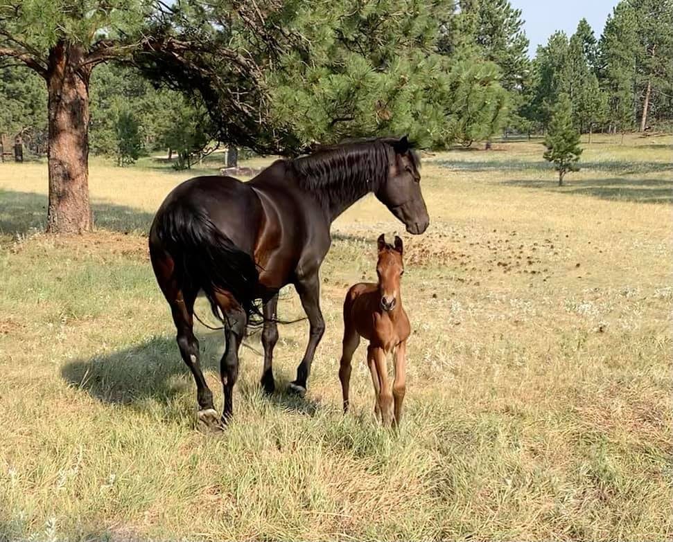A Lippitt mare and foal standing together in pasture