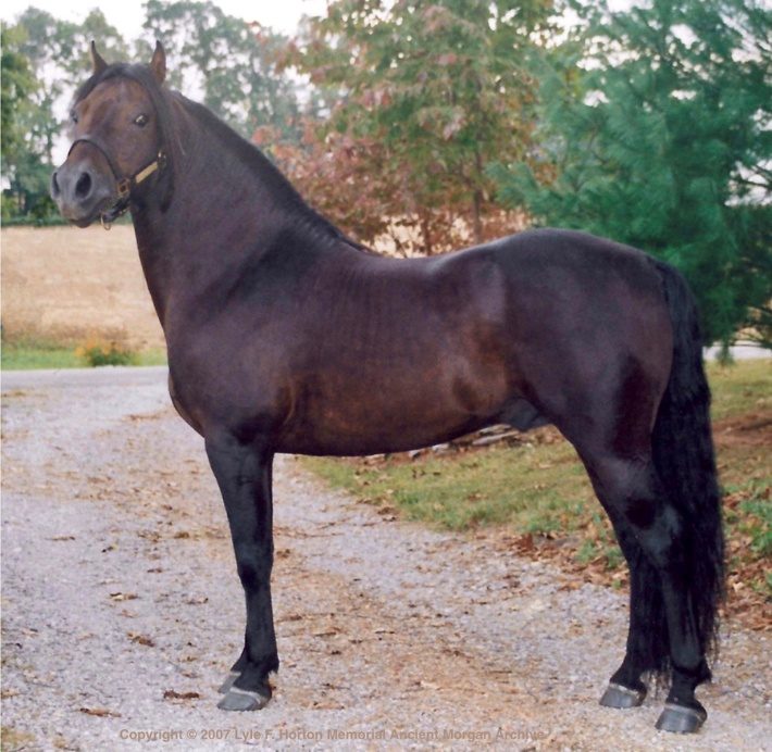 The Lippitt stallion River Riders Rich standing on a dirt lane, dark bay with a heavy mane