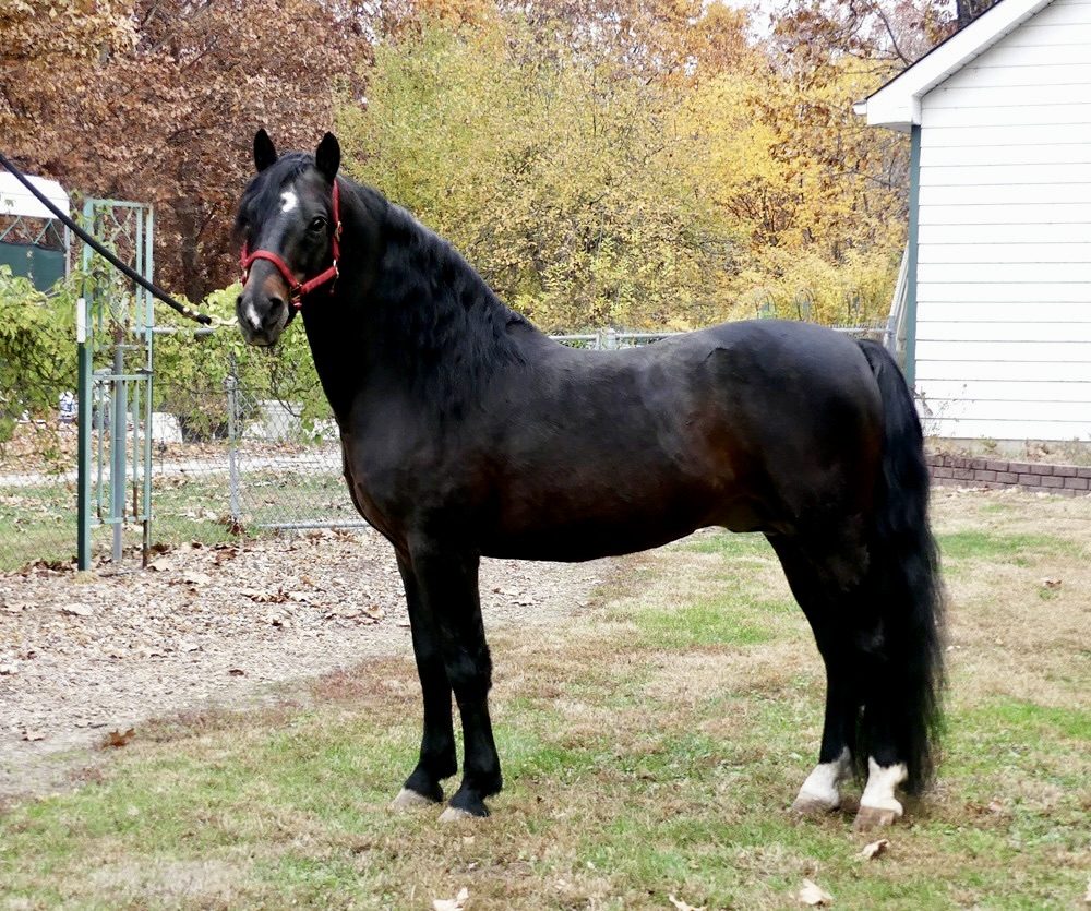 Dark bay Lippitt Morgan stallion standing in profile on autumn grass, showing the short back and round hindquarter