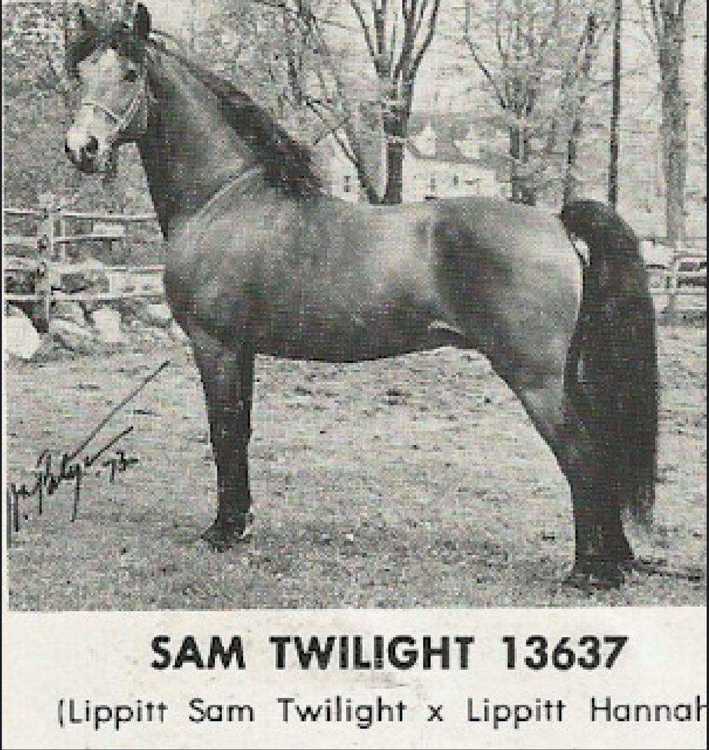Black-and-white photograph of the Lippitt stallion Sam Twilight standing in profile