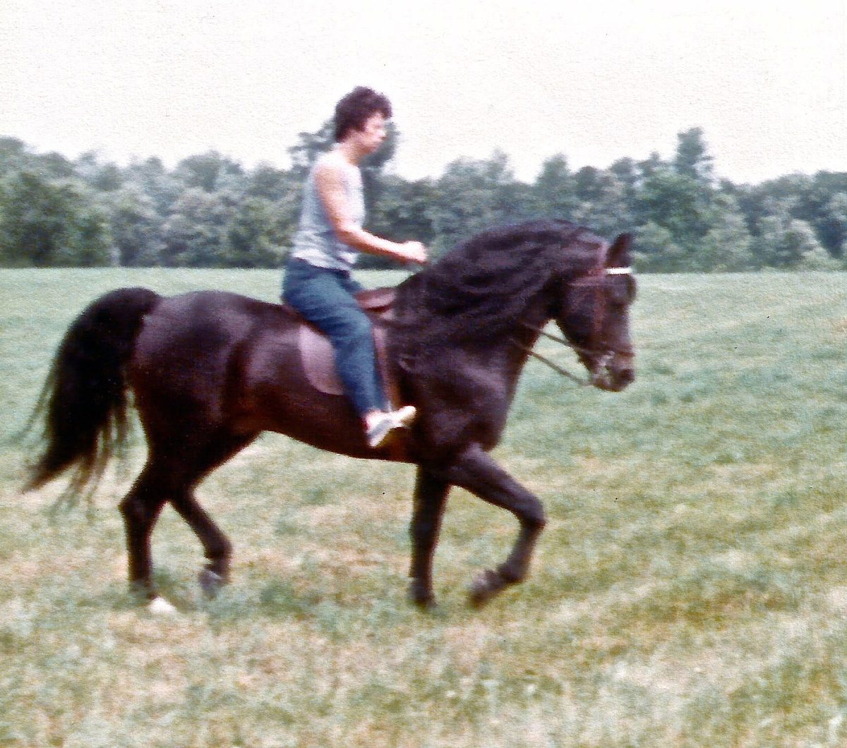 Rider cantering a dark Lippitt Morgan stallion bareback across a summer field