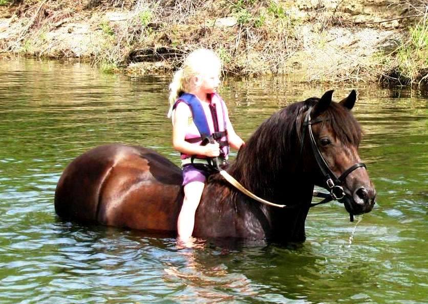 A young child rides a dark Lippitt Morgan stallion along a fence line at a walk