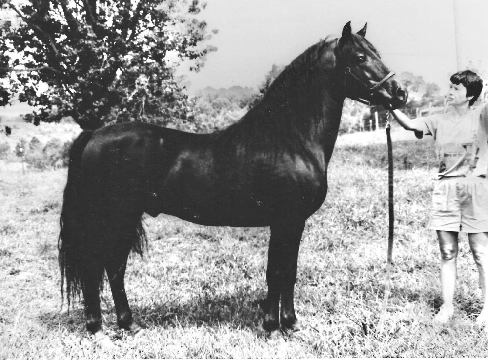 Black-and-white photograph of Winloc Sir Arthur standing in profile beside his handler